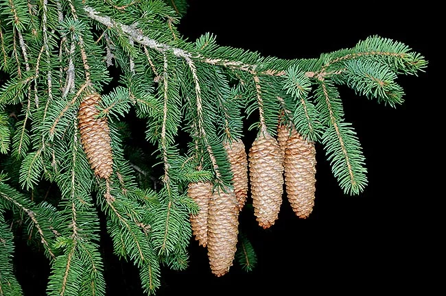 Rastlina Picea abies